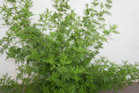 Artemisia Annua plant close upの写真素材