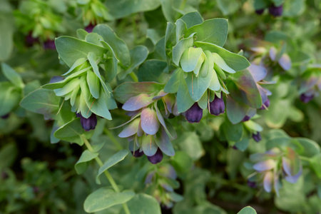 purple inflorescence of Cerinthe major plantの写真素材