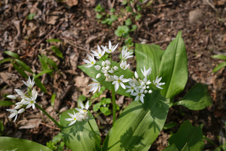 Allium ursinum white flowers