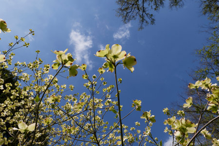 Cornus florida shrub in bloomの写真素材