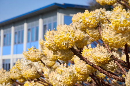 Edgeworthia chrysantha shrub in bloomの写真素材