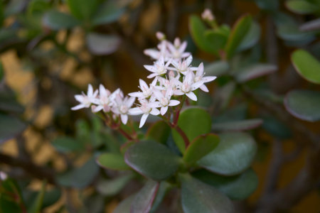 Crassula ovata succulent plant in bloom