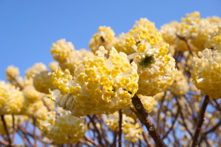 Edgeworthia chrysantha shrub in bloomの写真素材