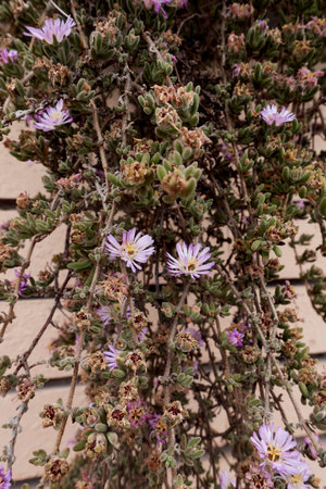 succulent plant of Drosanthemum candens in bloom