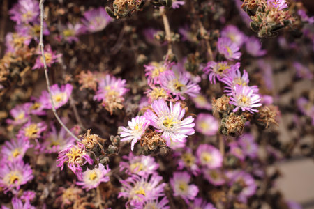 succulent plant of Drosanthemum candens in bloomの写真素材
