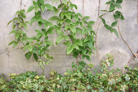 Clematis montana climber on a wallの写真素材