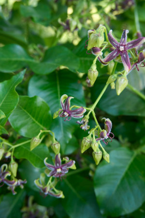 Peripocla graeca vine in bloomの写真素材