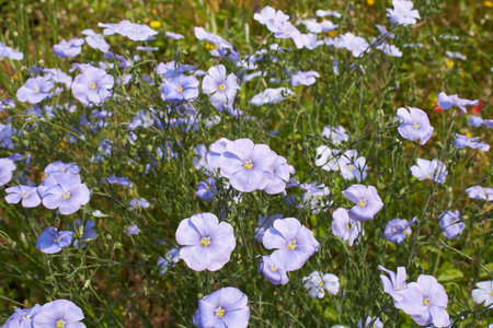 light blue flowers of Linum perenne plantの写真素材