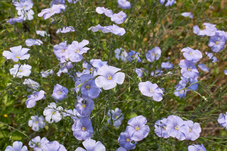 light blue flowers of Linum perenne plantの写真素材