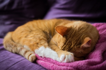 Adorable Sleeping Ginger Catの写真素材
