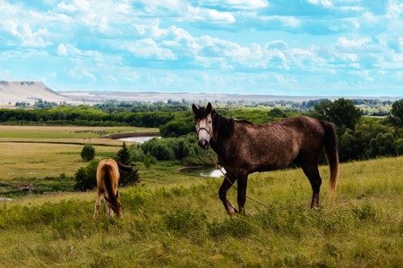 Stallion and foal on the background of the picturesque landscape.の写真素材