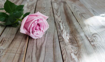 One pastel rose on grey wooden background.の写真素材