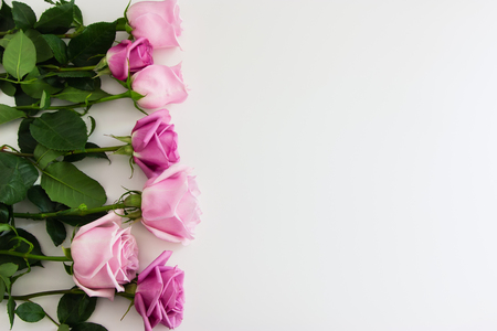 Seven oink and blush roses on white background.の写真素材