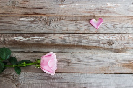 One pastel rose on grey wooden background.の写真素材
