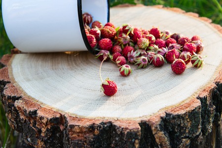 Wild strawberry on stump on green background.の写真素材