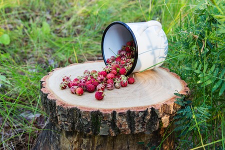Wild strawberry on stump on green background.の写真素材