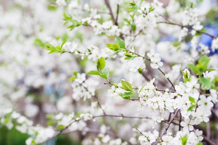 Spring scenic blossom cherry flowers in garden.の写真素材