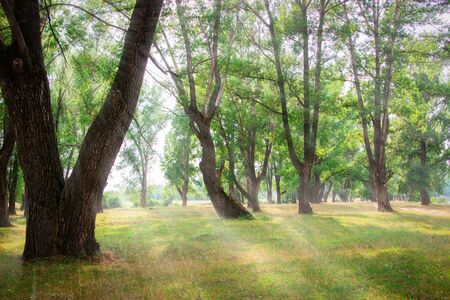 Beautiful summer day green forest background sunlight.の写真素材