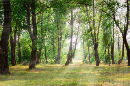 Beautiful summer day green forest background sunlight.の写真素材