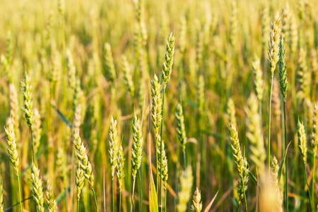Field of green wheat in summerの写真素材