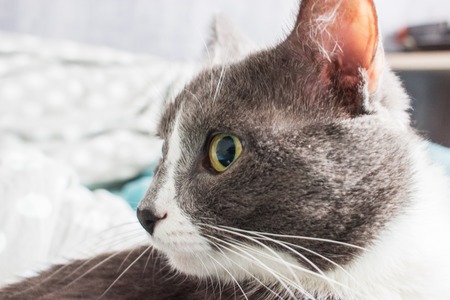 Clever grey cat poses lying in bed and look selective focus.の写真素材