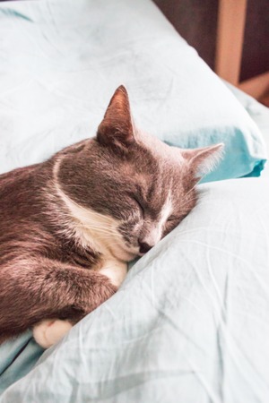 Blurred Grey cat sleeping bed cute fluffy paw.の写真素材