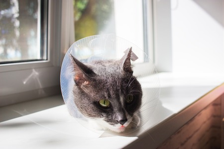 Pathetic cute sick grey cat transparent e-collar patient windowの写真素材