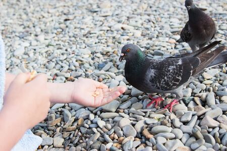 Kind Child kid hand feeding dove stone beach summer.の写真素材