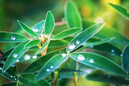 Blur Toned Nature Background Leaves Clover Bedew Drops Bokeh.の写真素材
