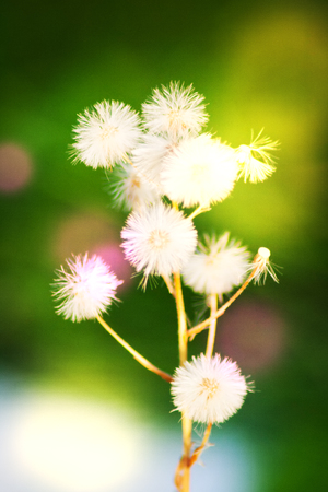 Blur forest fluffy flowers colored bokeh tonedの写真素材