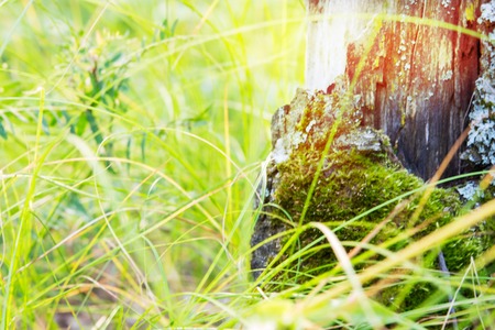 Amazing blur scenic wild nature pastel green yellow background selective focusの写真素材