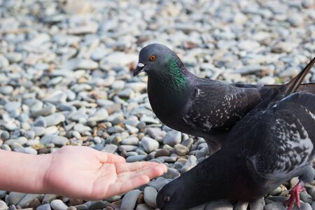 Child kid hungry dove stone beach summer.の写真素材