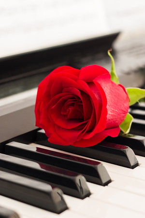 Red rose piano keys romantic music background.の写真素材
