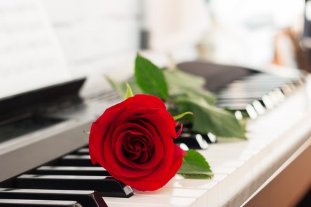 Single rose piano keys romantic music background.の写真素材