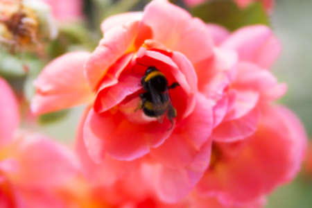 Blurred bright blossom flowers bee flying