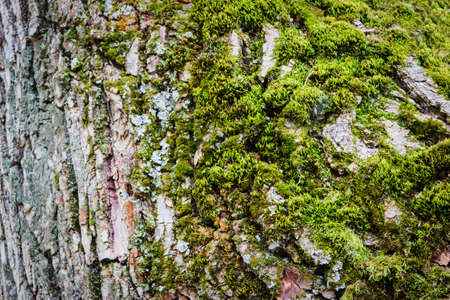 Picturesque moss on a bark tree.
