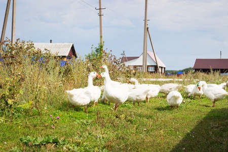 White Geese pasture green lawn outdooor blue sky.の写真素材