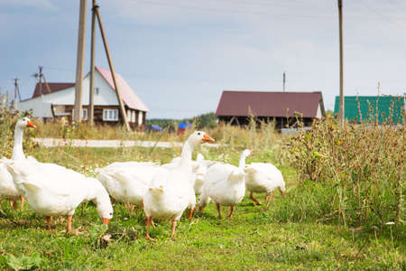 White Geese pasture green lawn outdooor blue sky.の写真素材