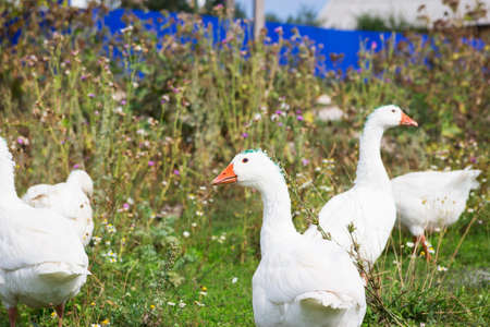 Cute Geese looking green lawn farmyard outdoor.の写真素材