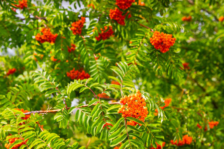 Rowan red green leaves plant natural backgroundの写真素材
