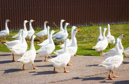 White Geese go walk village farmyard green