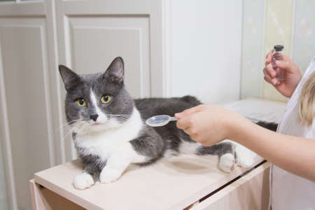 Little girl and domestic cat imitates therapy in veterinary clinicの写真素材