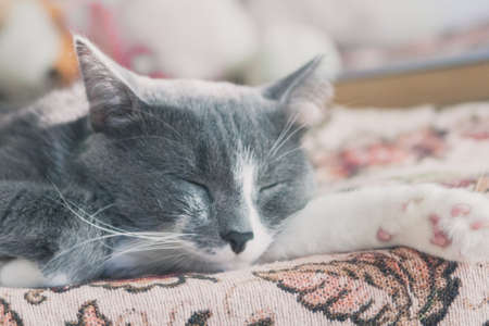 Adorable gray cat sleeping on bed master daylight.の写真素材