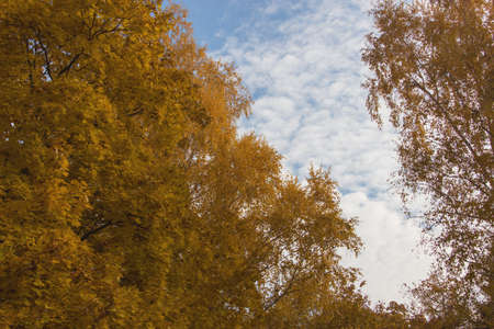 Golden autumn russian landscape city parkの写真素材