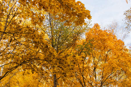 Golden autumn russian landscape city parkの写真素材