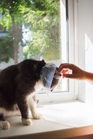 cute sick gray cat transparent e-collar patient window