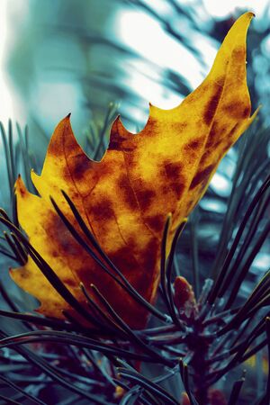 Beautiful yellow autumn leaf on branch of fir.
