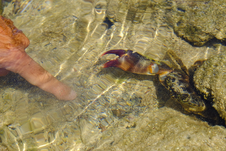 Finger trying to touch a claw of a crab in water.の写真素材