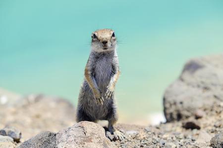 Cute chipmunk on the background of sea water on the Canary island of Fuerteventura in Spain.の写真素材