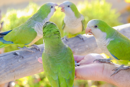 Four green parrots are fed from a hand on the Canary Island of Fuerteventura, Spain.の写真素材
